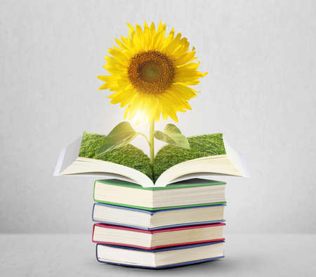 Open sun flowers growing book,with woodの写真素材
