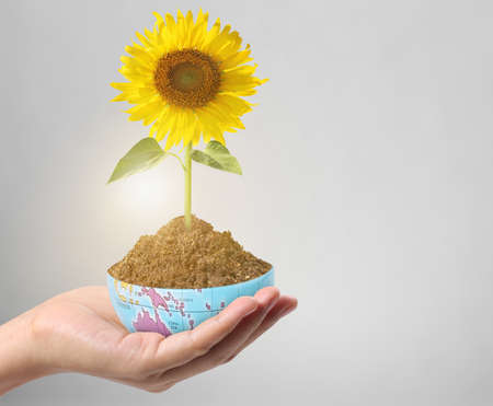 Beautiful sunflower in handsの写真素材