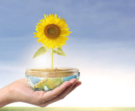 Beautiful sunflower in handの写真素材