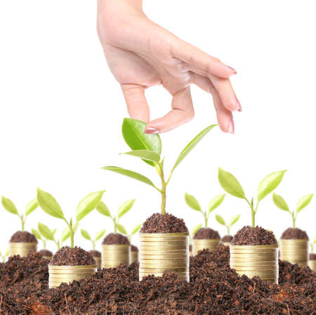 green plant on the gold coins, money conceptの写真素材