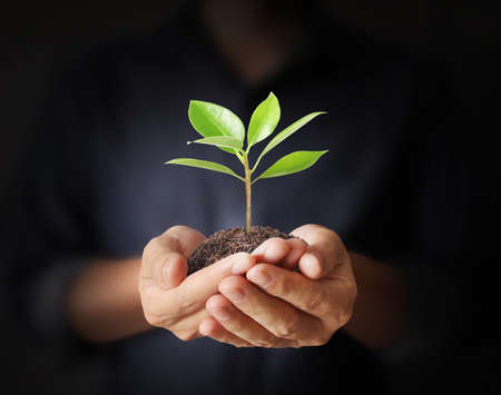 Close up man hands holding plantの写真素材