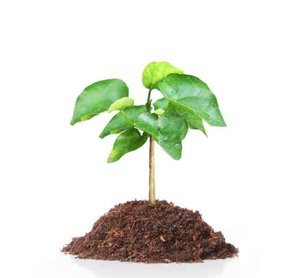 Young green plant and backgroundの写真素材
