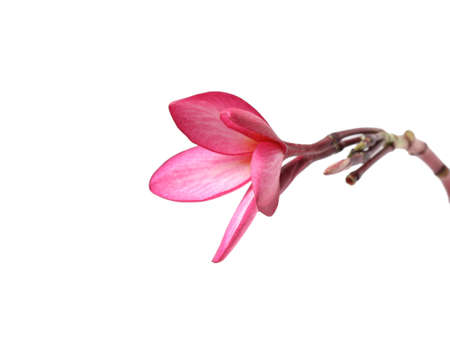 beautiful Plumeria flower on white backgroundの写真素材