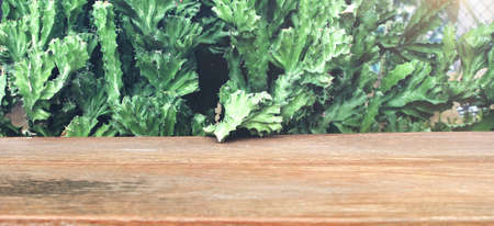 Nature background, Wood table display over blur green tree gardenの写真素材