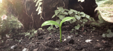 Young plant growing. Trees concept of earth conservation and global warming