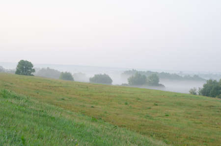 green field with trees in the early morning mistの写真素材