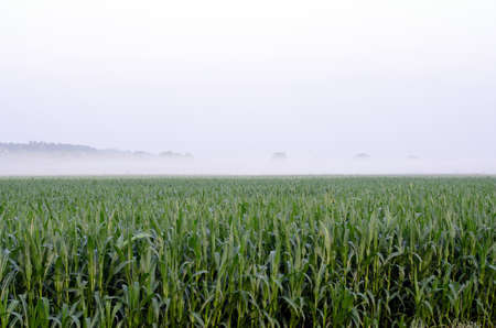 green corn field at sunrise in the fogの写真素材