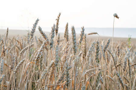 ears of wheat close up on a field at sunriseの写真素材