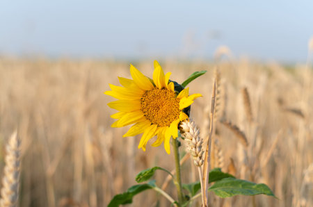 sunflower and wheat ears close up against the skyの写真素材