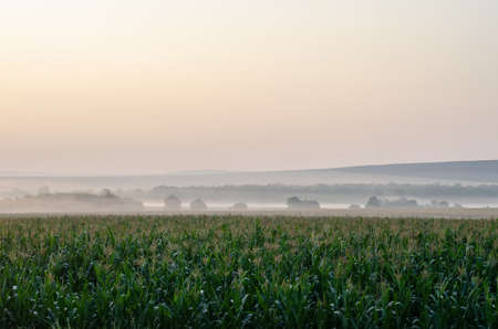 green corn field at sunrise in the fogの写真素材