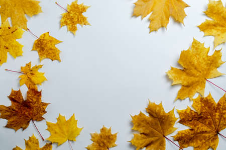 autumn yellow maple leaves on a light background top view with place for tex flat layの写真素材