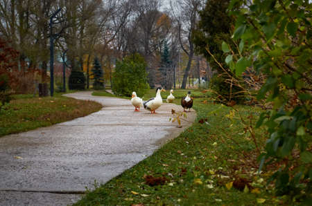 A family of wild ducks walk along a path in the autumn park Close-up.の写真素材