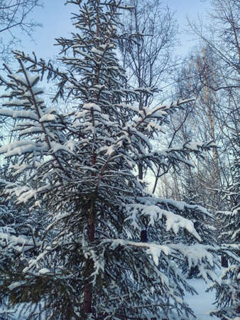 Conifer in the snow in a snowy winter forest against a blue skyの写真素材