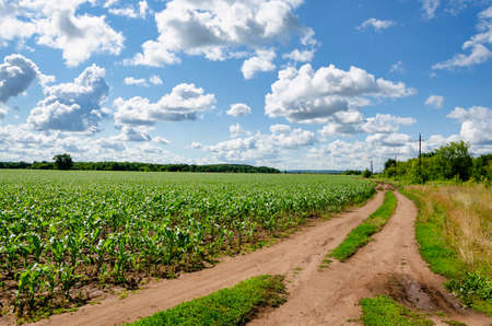 Clouds on a blue sky blue over a country road in a corn field on a sunny summer dayの写真素材