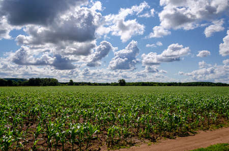 Clouds on a blue sky blue over a country road in a corn field on a sunny summer dayの写真素材
