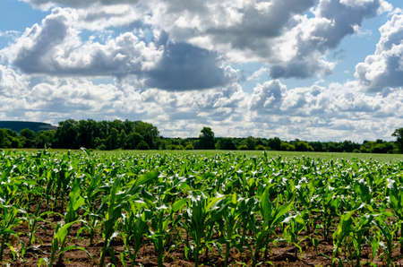 Clouds on a blue sky blue over a country road in a corn field on a sunny summer dayの写真素材