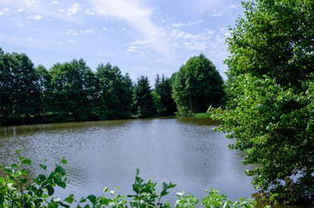 Green deciduous trees on the shore of a forest lake on a sunny summer day.の写真素材