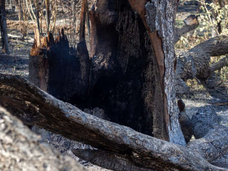 Tree after forest fire in ashes smoldering in smoke.の写真素材