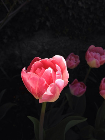 Lighting tulip flower