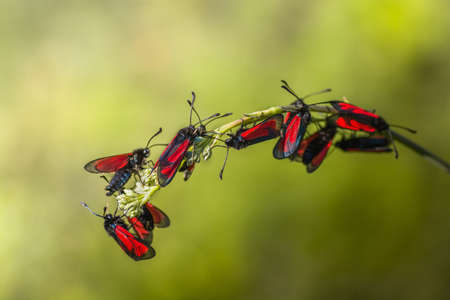 Family zygaenidae butterflies sitting on a stalk.の写真素材