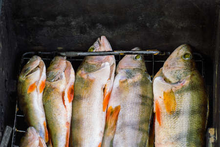 Fish hooked on fishing gutted.の写真素材