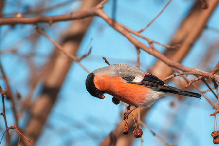 The bullfinch eats berries on a tree.