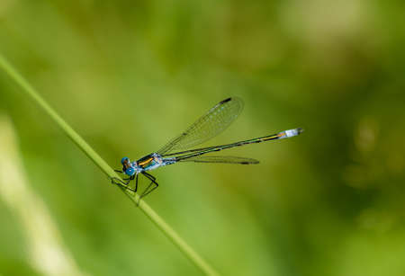 Blue-tailed Damselfly on blurred background.の写真素材