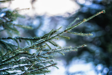 Snow-covered fir-tree branch at sunsetの写真素材