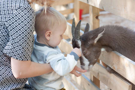 Little boy feeding a goat at the zoo from the handの写真素材