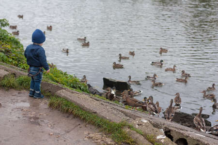 Boy watching ducks swimming in the pondの写真素材