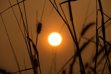 Golden sunset and grass silhouetteの写真素材
