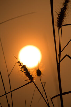 Golden sunset and grass silhouetteの写真素材