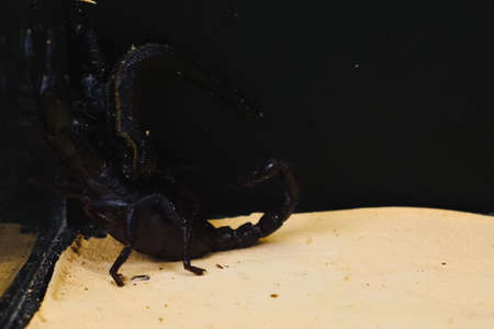 Scorpion with a leech in the terrarium. Black scorpion is a poisonous arthropod and bloodsucking leech.の写真素材