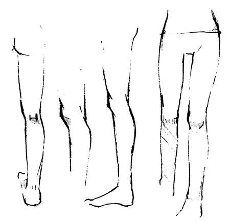 Women's legs. Tutorial of drawing a female body. Drawing the human body, step by step lessons.の写真素材