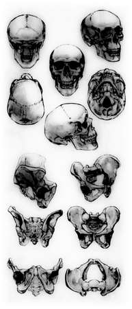 Stages of drawing a human skull and pelvis. drawing illustration.の写真素材