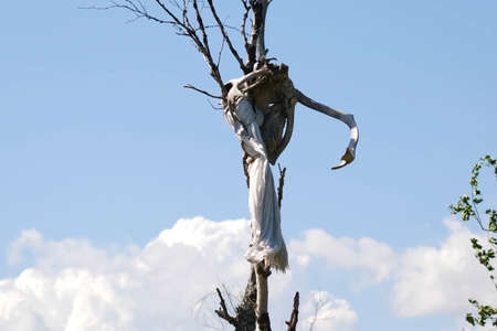 The skull of a reindeer on a tree. Traditional beliefs of the peoples of the north. The customs of the locals of the tundra.の写真素材