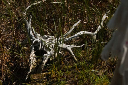 The skull of a reindeer on a tree. Traditional beliefs of the peoples of the north. The customs of the locals of the tundra.の写真素材