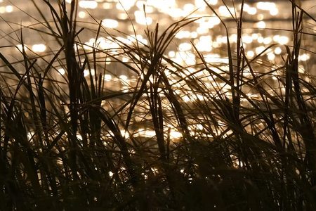 Orange is canaled over the water surface of the lake. Grass in the lake and the reflection of the...
