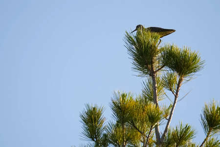 The bird cake sits on top of the pine tree. A bird on a tree.の写真素材