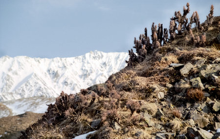 Mount Sayan in winter in the snow. The nature of the mountains is sayan.の写真素材