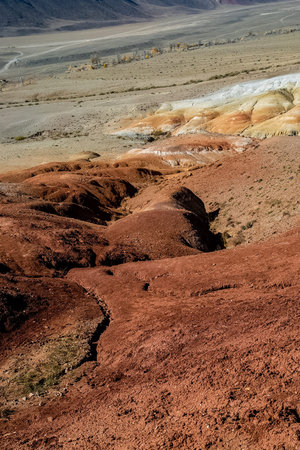 Colorful hills on the altai. Two lonely trees on the mountain.