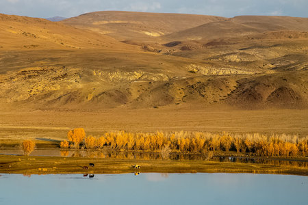 The altai mountains. The landscape of nature on the Altai mountains and in the gorges between the...