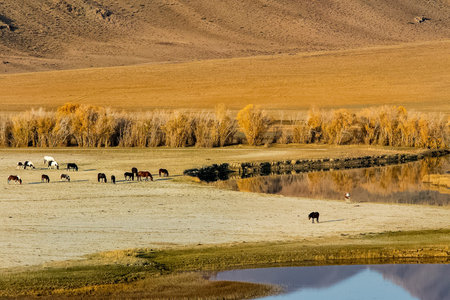 The altai mountains. The landscape of nature on the Altai mountains and in the gorges between the...