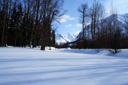 Taiga in the snow on baikal. Forest in winterの写真素材