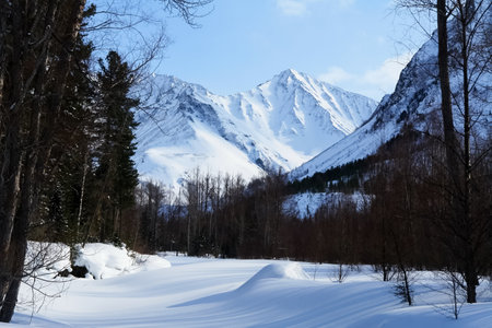 Taiga in the snow on baikal. Forest in winterの写真素材