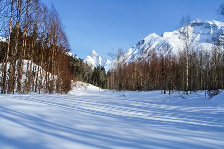 Taiga in the snow on baikal. Forest in winterの写真素材