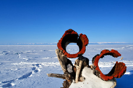 Rings of birch bark removed from the core. The bark of the tree.の写真素材