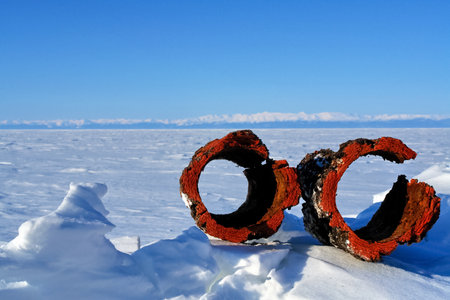Rings of birch bark removed from the core. The bark of the tree.の写真素材