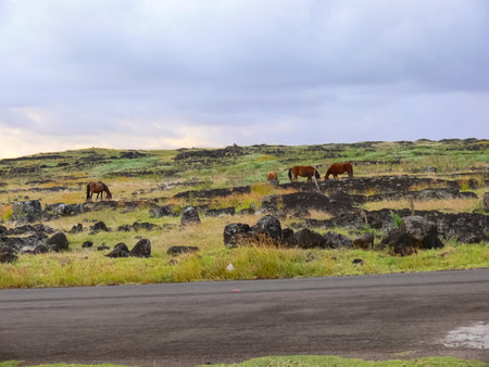The nature of Easter Island, landscape, vegetation and coast.の写真素材