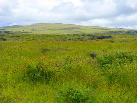 The nature of Easter Island, landscape, vegetation and coast.の写真素材